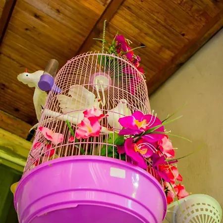 рупите , Relax Rupite